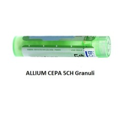 ALLIUM CEPA BOI*5CH GR 4G ALLIUM CEPA BOI*5CH GR 4G