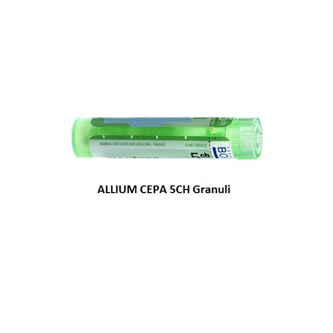 ALLIUM CEPA BOI*5CH GR 4G ALLIUM CEPA BOI*5CH GR 4G