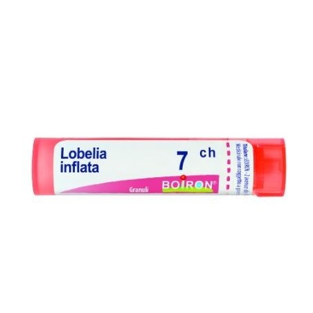 LOBELIA INFL BOI*7CH GR 4G LOBELIA INFL BOI*7CH GR 4G