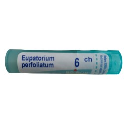 EUPATORIUM P BOI*6CH GR 4G