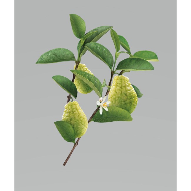 KLORANE SHAMPOO CEDRO 200ML