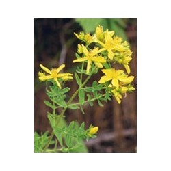 Tsa Hipericum Perforatum 50 Ml