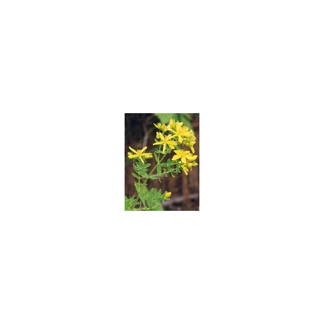 Tsa Hipericum Perforatum 50 Ml