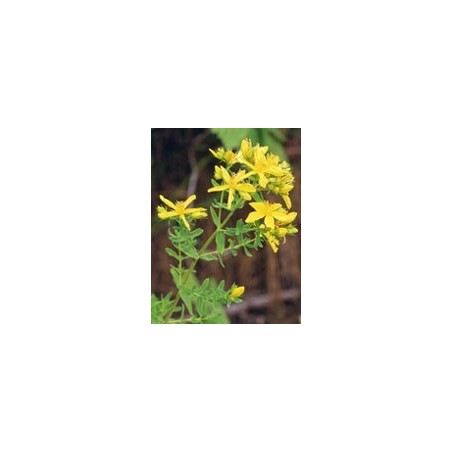 Tsa Hipericum Perforatum 50 Ml