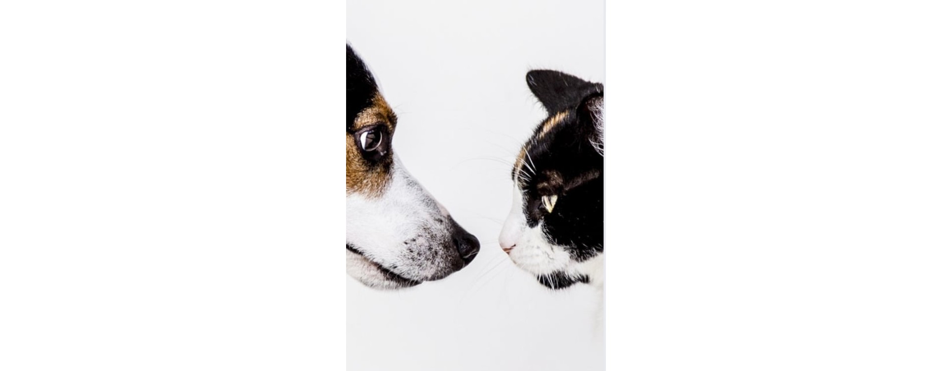 Antiparassitari per cani e gatti
