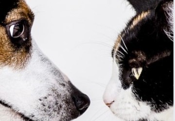 Antiparassitari per cani e gatti